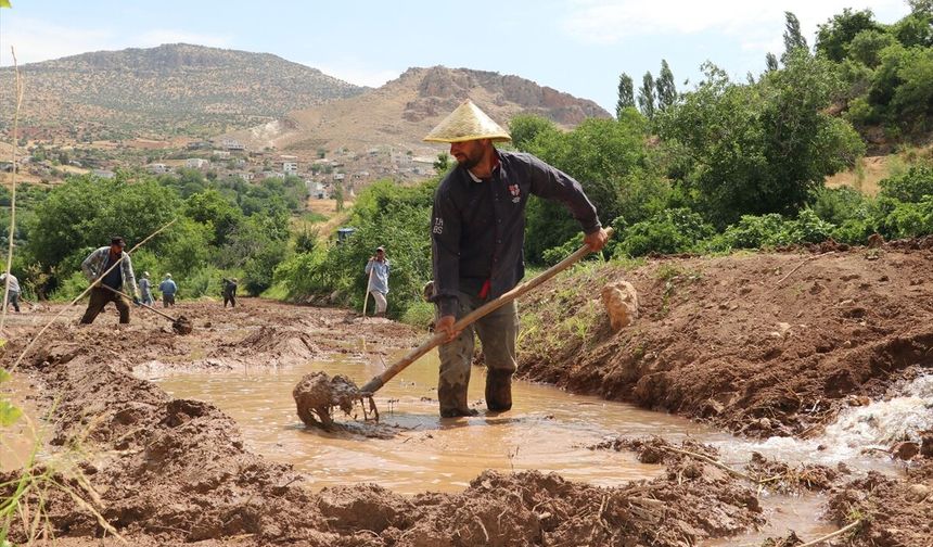 Gercüşlü Çiftçilerden Buğday Sonrası Çeltik Mesaisi