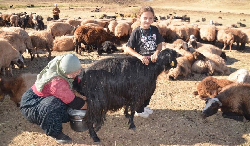 Çiğ Süt Güvenli mi? Veteriner Hekimler Açıkladı