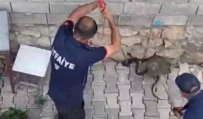 Gölbaşı'nda Eve Girmeye Çalışan İki Yılan Yakalandı