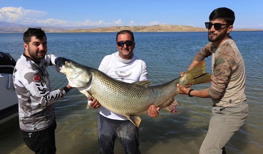 Keban'da 1,7 Metrelik Fırat Turnası Oltaya Takıldı