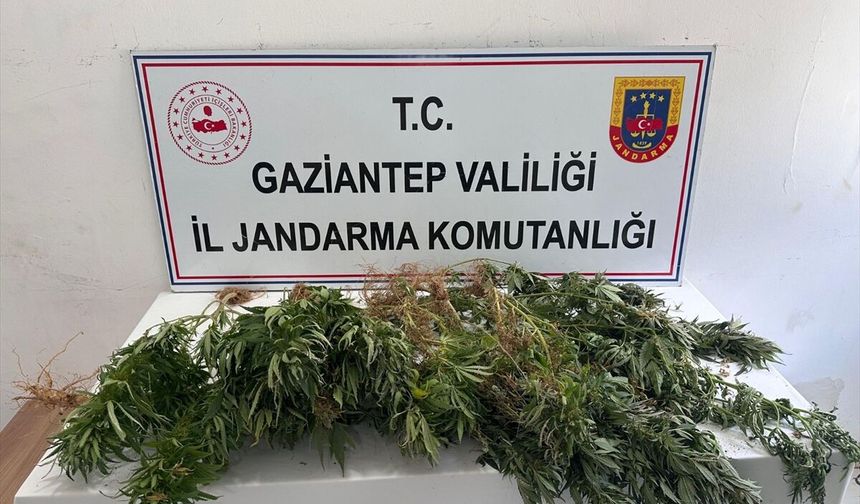 Gaziantep'te Yasa Dışı Kenevir Ekimi Yapan 8 Şüpheli Yakalandı