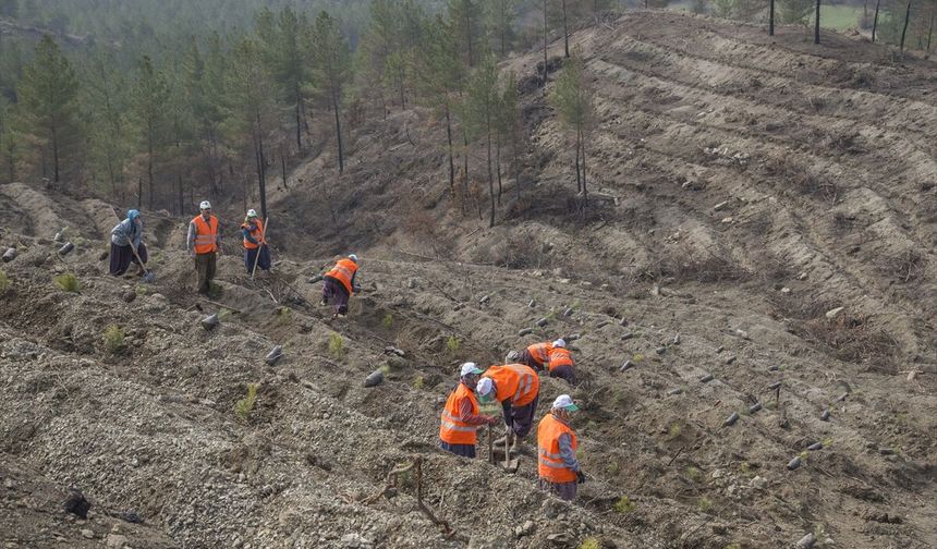 Göynük'te Yangın Sonrası Ağaçlandırma Hızla İlerliyor