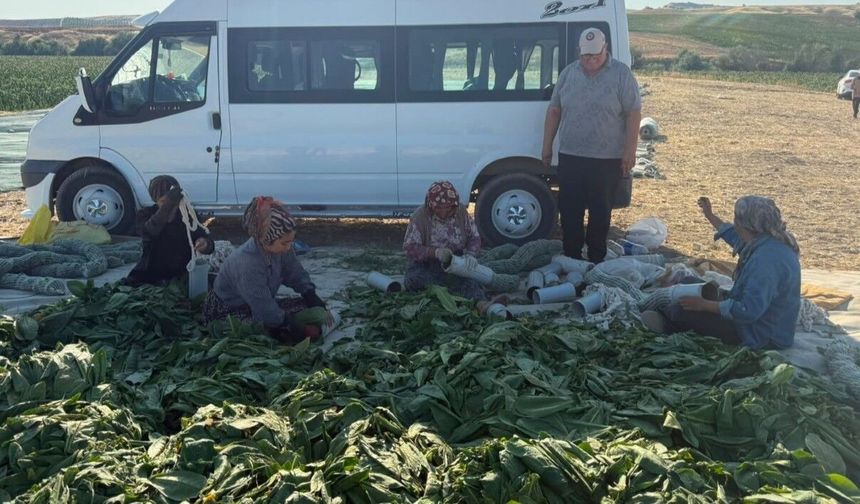Başkan Turanlı'dan Tütün Üreticilerine Önemli Uyarı