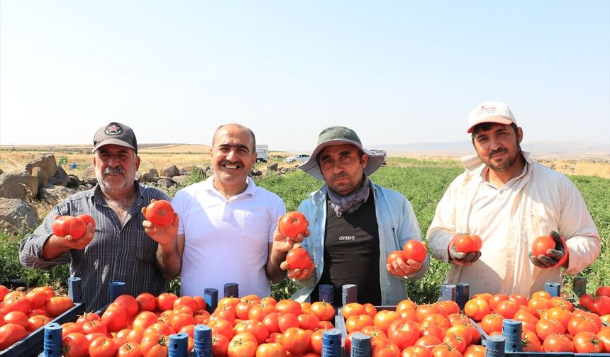 Polateli'de Domates Üreticileri Yüksek Verim Bekliyor