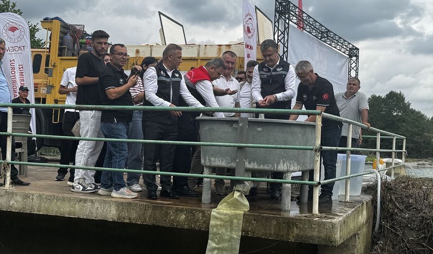 Yeşilırmak'a 30 Bin Mersin Balığı Yavrusu Bırakıldı