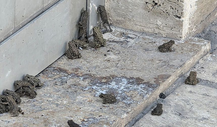 Sivas Hafik'te Yağmurla Birlikte Gelen Kurbağa Yoğunluğu Şaşırttı