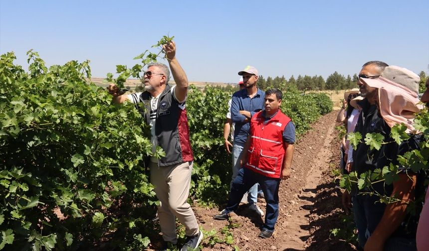 Diyarbakır'da Bağcılık Eğitimleriyle Tarımsal Kalkınma