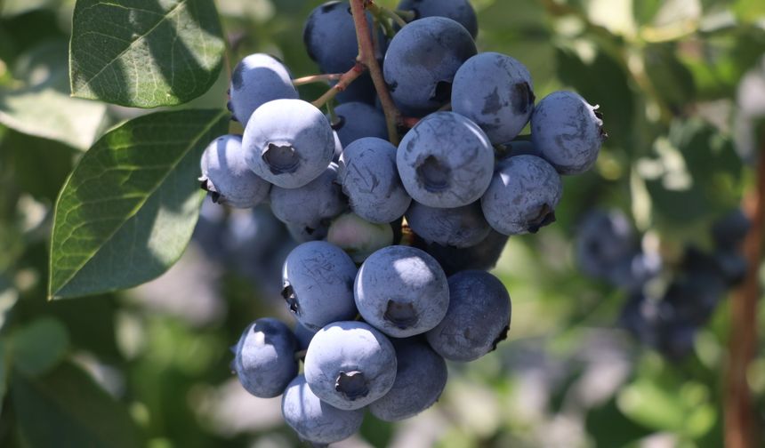 Yalova'daki Alova Farm, yaban mersini üretiminde dünyaya açılıyor