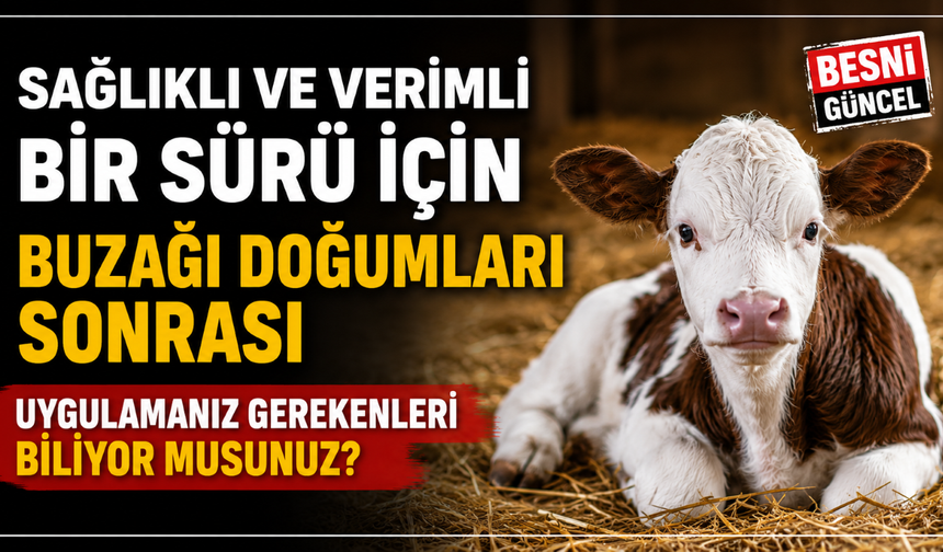 Sağlıklı buzağı yetiştirmenin püf noktaları açıklandı