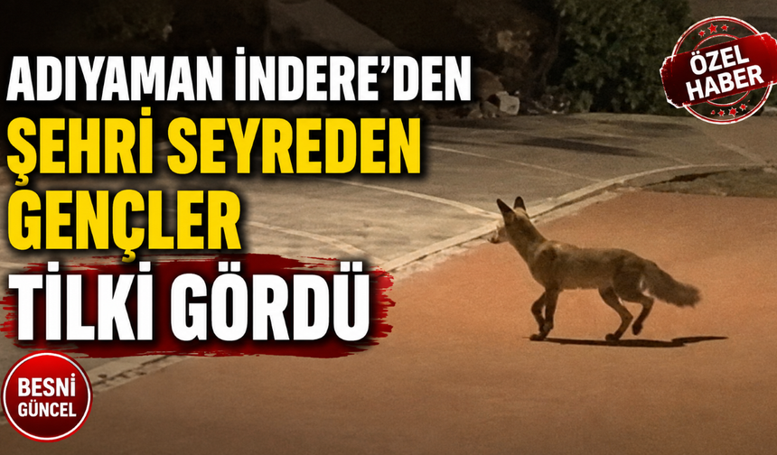 Adıyaman İndere’den Şehri Seyreden Gençler Tilki Gördü