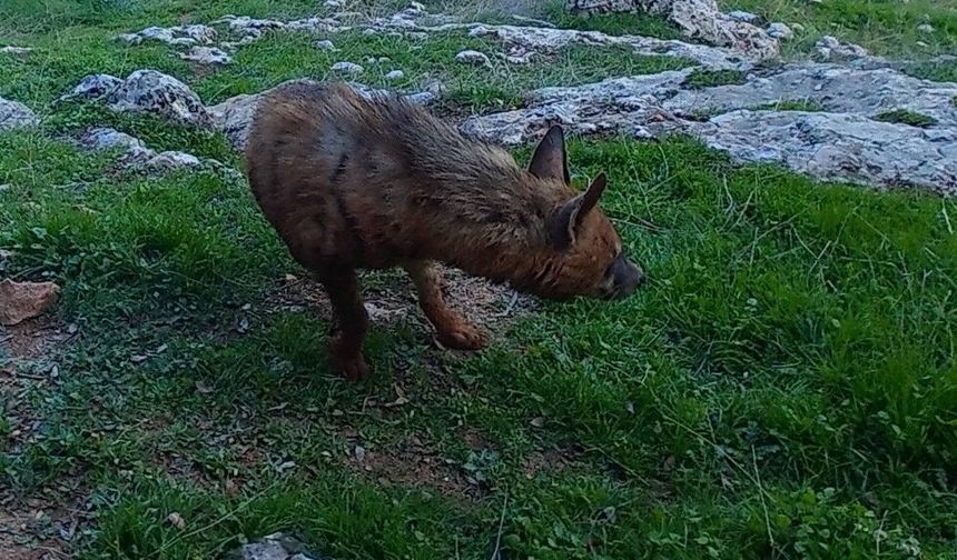 Adıyaman’da Çizgili Sırtlanlar İçin Kritik Uyarı