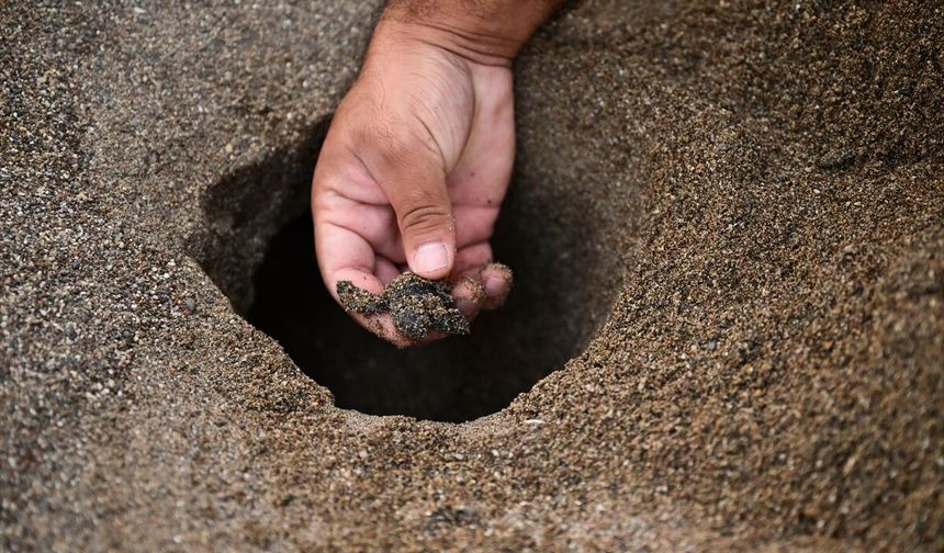 Antalya Kıyılarında Caretta Caretta Heyecanı Sürüyor
