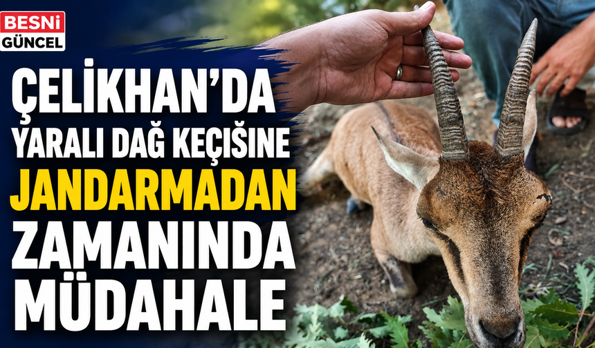 Adıyaman'da Bitkin Halde Bulunan Yaralı Dağ Keçisi Koruma Altına Alındı