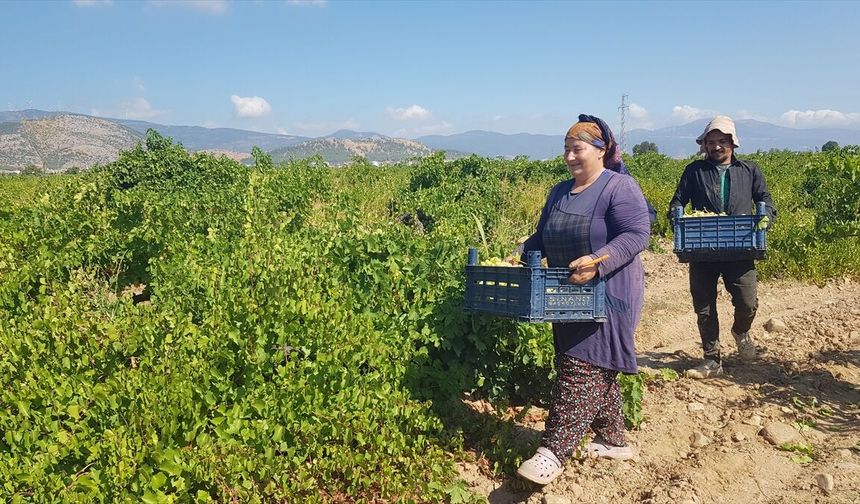 Gaziantep İslahiye'de Büyük Üzüm Hasadı Sevinci Yaşanıyor
