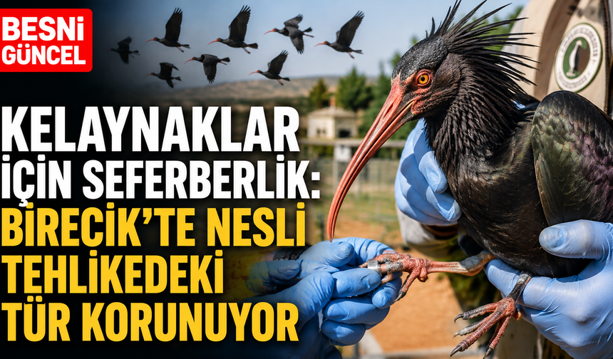 Kelaynaklar Doğayla Yeniden Buluşuyor