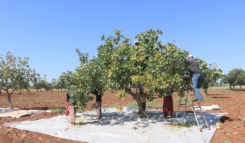 Kilis'te Boz Antep Fıstığı Hasadı Başladı