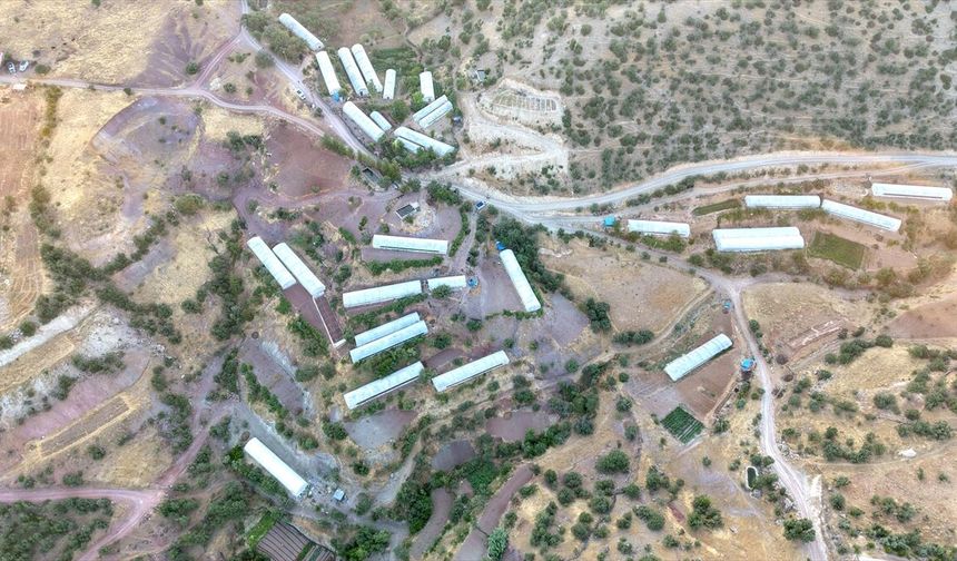 Siirt'in 'sera köyü'nde üretim alanı genişliyor