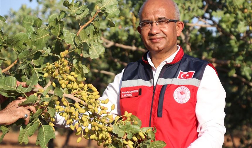 Siirt fıstığında yok yılına rağmen yüksek verim