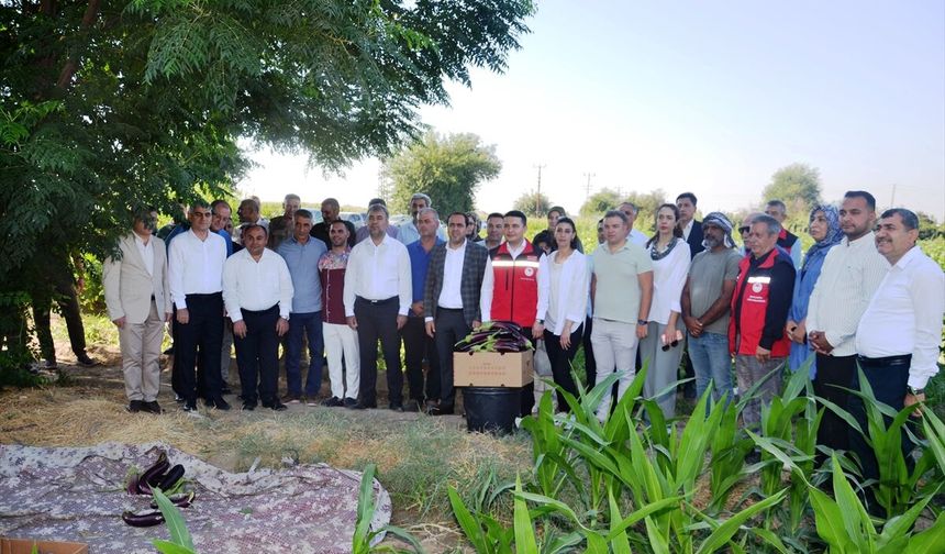 Birecik Patlıcanı Hasadı Başladı: Festival Yolda