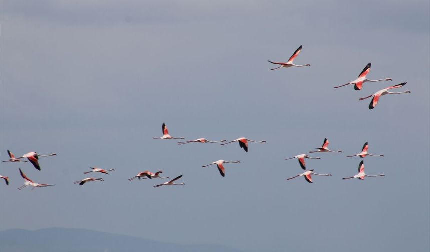 Tuz Gölü'nde Kreş Sistemiyle Büyüyen Flamingolar
