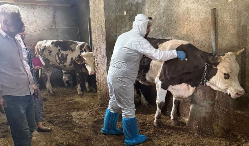 Adıyaman’da Sonbahar Dönemi Şap Aşısı Başladı