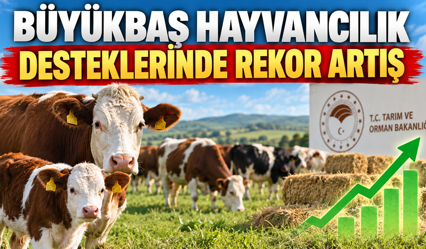 Büyükbaş Hayvancılık Desteklerinde Rekor Artış