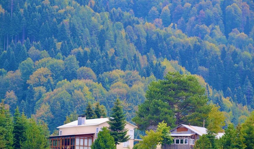 Düzce'de Sonbahar Renkleri Odayeri Yaylası'nda Görüldü