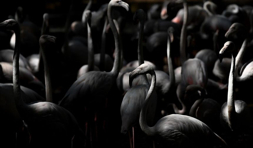 Gaziantep Doğal Yaşam Parkı'nda Flamingo Popülasyonu Arttı