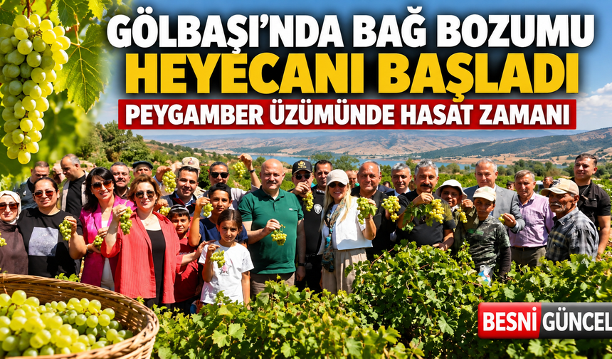 Gölbaşı’nda Bağ Bozumu Heyecanı Başladı: Peygamber Üzümünde Hasat Zamanı