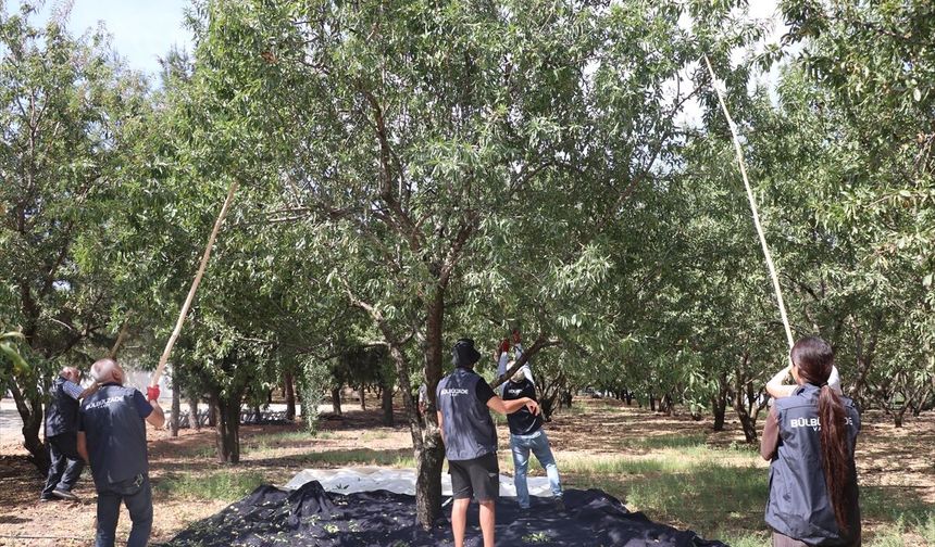 Kurtuluş Ormanı, Yabancı Gönüllülere Harika Deneyim Sundu