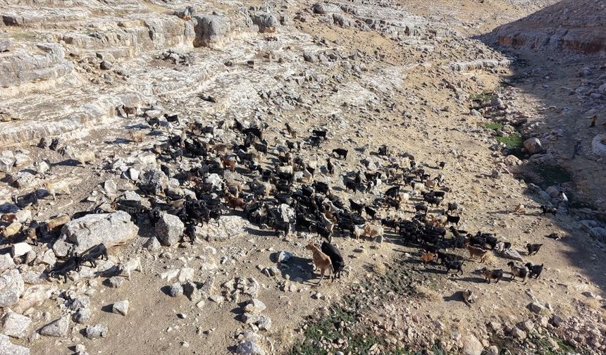 Siirt'te Keçi Irklarının Verimi Artırılıyor