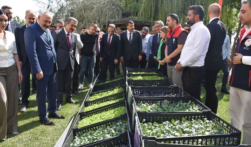 Şırnaklı Çiftçilere Kışlık Sebze Fidesi Desteği