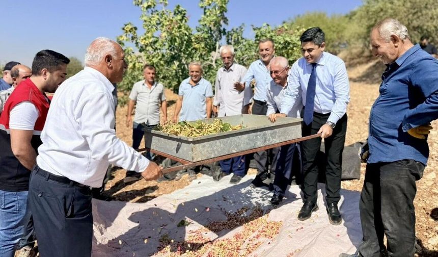 Tut Kaymakamı Fıstık Hasadına Katıldı