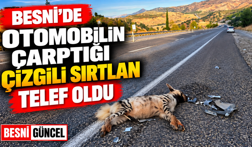 Adıyaman Besni’de Nesli Tehlikedeki Çizgili Sırtlan Öldü