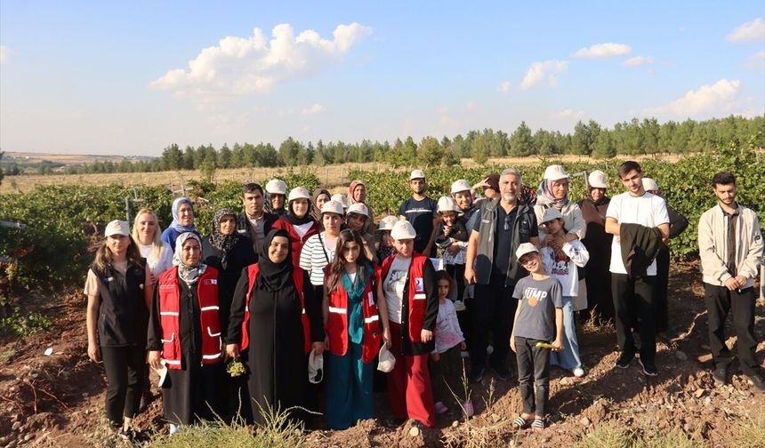 Diyarbakır'da Bağcılık Eğitimleri Devam Ediyor