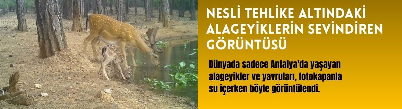 Nesli Tehlike Altındaki Alageyiklerin Sevindiren Görüntüsü