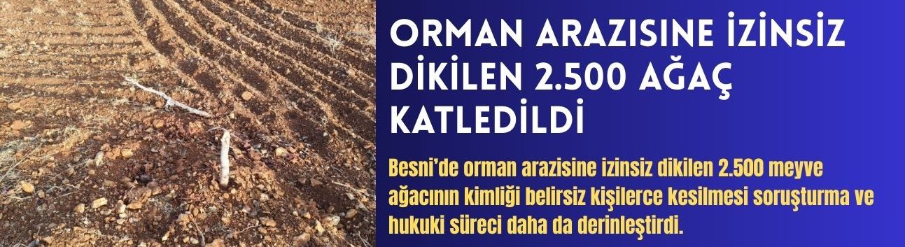Orman Arazisine İzinsiz Dikilen 2.500 Ağaç Katledildi